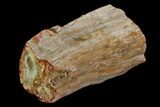 Polished Petrified Wood Limb - Madagascar #106648-2